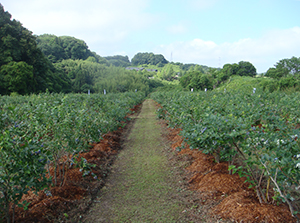 ハイブッシュブルーベリーの適性土壌イメージ画像