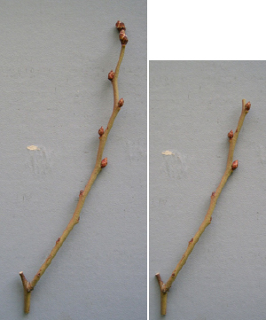 ハイブッシュブルーベリー 図3　結果枝の花芽切り詰め前（左）、後（右） イメージ画像