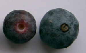 ハイブッシュブルーベリー 図6　成熟前果実（左）と完熟果実（右） イメージ画像